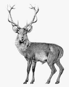 584612496 - Red Deer Drawing, HD Png Download, Free Download