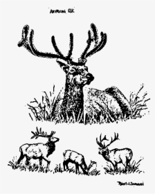 American Elks Clip Arts - Line Art Animals, HD Png Download, Free Download