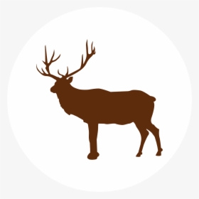 Deer - Elk, HD Png Download, Free Download