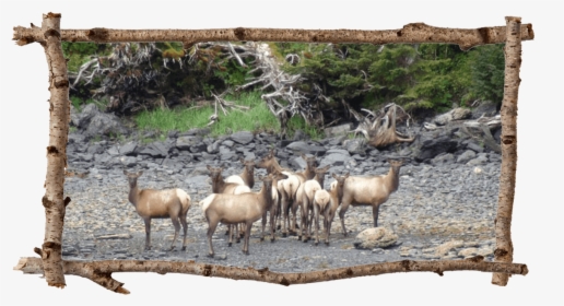 Herd Of Elk - Josh Luke Randall Seal Bay, HD Png Download, Free Download