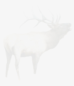 Elk, HD Png Download, Free Download