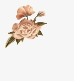 #shawnmendes #shawnmendesarmy #shawnpeterraulmendes - Shawn Mendes Flower Sticker, HD Png Download, Free Download