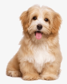 Buster And Whiskers Pet Care Services Astoria - Dogs Sitting, HD Png Download, Free Download