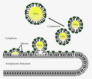 Biogenesis Of Obs By Bending From The Two Leaflets - Circle, HD Png Download, Free Download