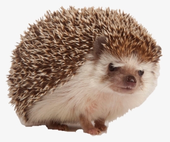 Hedgehog Png Free Download - Hedge Hogs, Transparent Png, Free Download
