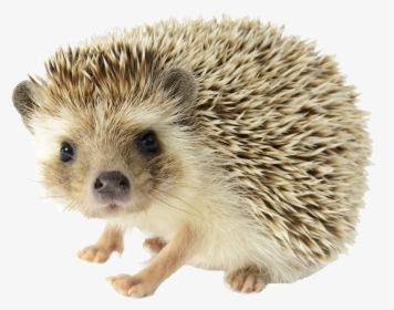 Hedgehog Png Image Download - Hedgehog Png, Transparent Png, Free Download
