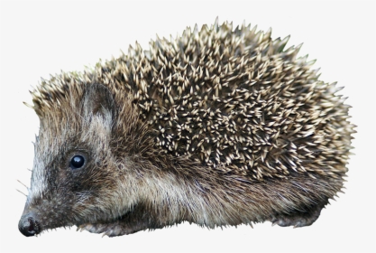 Cut-out Hedgehog Clipart - Domesticated Hedgehog, HD Png Download, Free Download