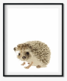 Foxes And Hedgehogs, HD Png Download, Free Download