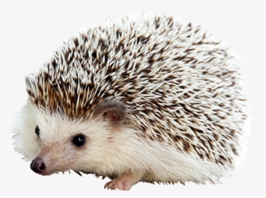 Carl The Hedgehog, HD Png Download, Free Download
