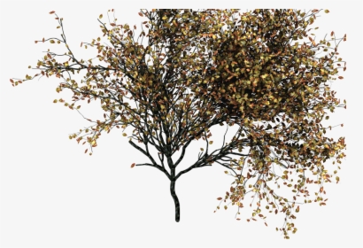 Autumn Trees Transparent Png, Png Download, Free Download