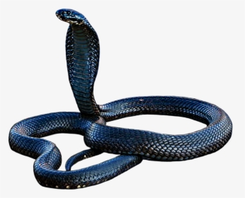 Cobra Png - Cobra Em Png, Transparent Png, Free Download