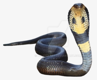 King Cobra Transparent Background - Transparent Background Cobra Snake Png, Png Download, Free Download
