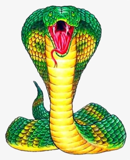 King Cobra Png Free Pic - Snake Front View Drawing, Transparent Png, Free Download