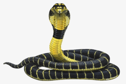 Cobra Png Free Image Download - King Cobra Yellow And Black, Transparent Png, Free Download