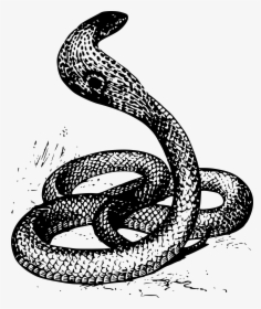 Snake Drawing Png, Transparent Png, Free Download
