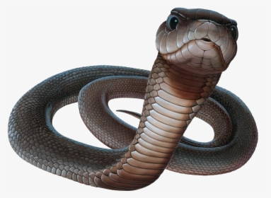 Black Mamba Png, Transparent Png, Free Download