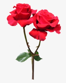 Red Rose Flower Free Picture - Red Flowers With Stem Png, Transparent Png, Free Download