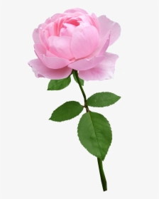 Rose,stem,pale Pink,flower,bloom,free Pictures, Free - Flower With Stem Png, Transparent Png, Free Download