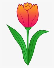 Flower Tulip Clip Art, HD Png Download, Free Download
