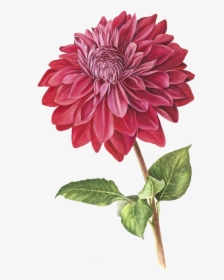 Dahlia Flower Drawing, HD Png Download, Free Download