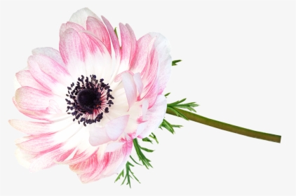 Anemone, Flower, Stem, Cut Out Isolated, Garden, Nature - African Daisy, HD Png Download, Free Download
