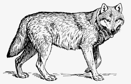 Wolf Black And White Illustration, HD Png Download, Free Download