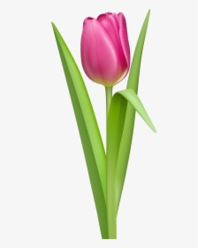 Plant,botany,plant Stem,cut Flowers,pedicel,bud,clip - Tulip Clipart, HD Png Download, Free Download