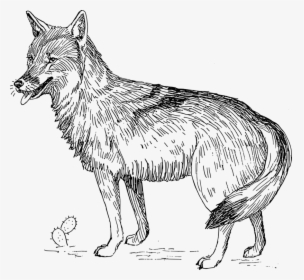 Line Art,wildlife,carnivoran - Coyote Clip Art, HD Png Download, Free Download