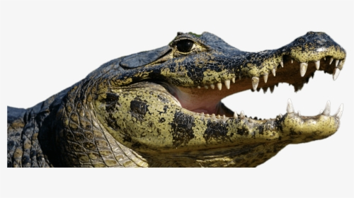 Caiman Open Mouth - Spectacled Caiman, HD Png Download, Free Download