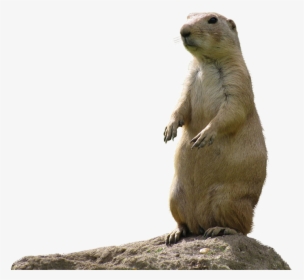 Transparent Dogs Png - Black Tailed Prairie Dog Transparent, Png Download, Free Download