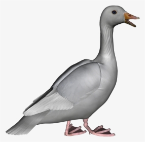 Download Goose Png Photos - Gray Goose Clip Art, Transparent Png, Free Download