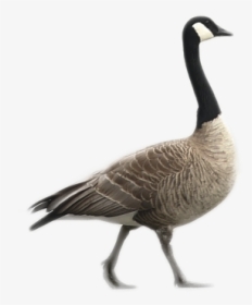 Canada Goose, HD Png Download, Free Download
