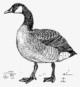 Goose Clip Arts - Black And White Images Of A Goose, HD Png Download, Free Download