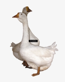 Goose Transparent Bird Side View - Gooses Png, Png Download, Free Download
