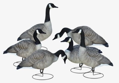 Livecraft™ Full Body Geese - Goose Decoy Full Body, HD Png Download, Free Download