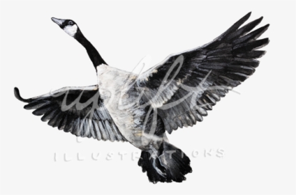 Canada Goose , Png Download - Canada Goose, Transparent Png, Free Download