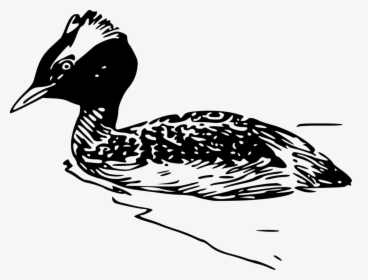 Fowl,beak,goose - Horned Grebe, HD Png Download, Free Download