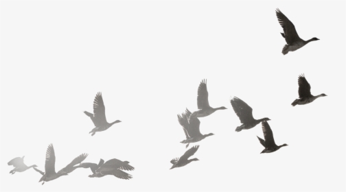Swan Goose Bird Bailu Wild-goose Fly To The South - Flock Of Doves Png, Transparent Png, Free Download