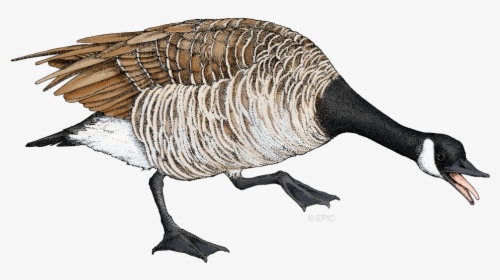 Goose Png, Transparent Png, Free Download