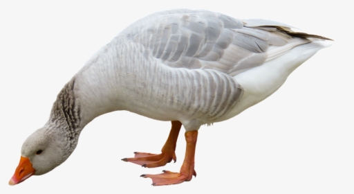 Transparent Geese Png - Ganso Png, Png Download, Free Download
