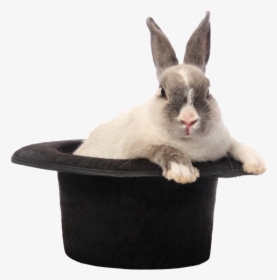 Rabbit Hat Png Image - Stock Photography, Transparent Png, Free Download