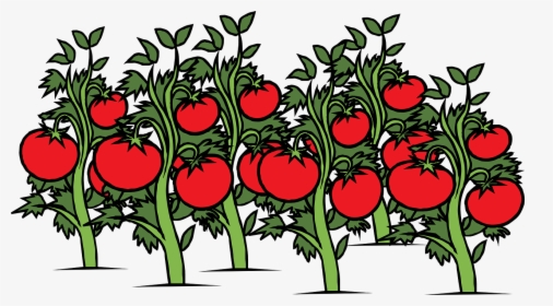 Tomato Plant Clipart, HD Png Download, Free Download