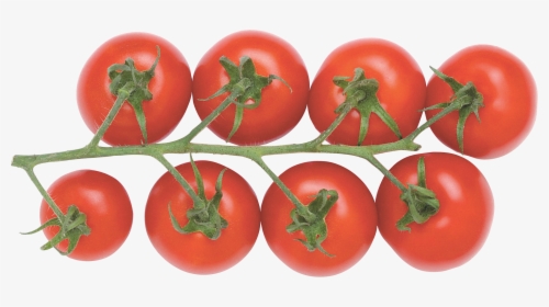 Cherry Tomato Plant Png - Cherry Tomato Transparent Background, Png Download, Free Download