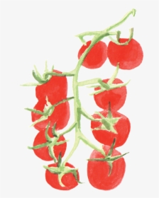 Transparent Tomatoes Png - Plants Of Tomato Watercolor Png, Png Download, Free Download