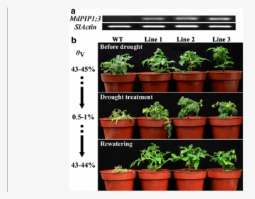 Phenotype Of Transgenic Tomato Plants Ectopically Expressing - Flowerpot, HD Png Download, Free Download