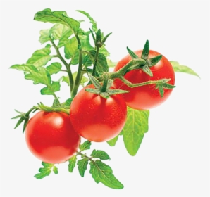 Click And Grow Mini Tomatoes, HD Png Download, Free Download