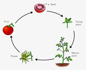 Seeds Clipart Plant Life Cycle - Simple Life Cycle Of A Plant, HD Png Download, Free Download