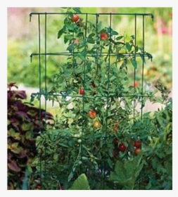 The Mighty Enforcer - Tomato Staking And Caging, HD Png Download, Free Download