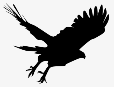 Bald Eagle Silhouette Hawk Clip Art - Hawk Silhouette Png, Transparent Png, Free Download