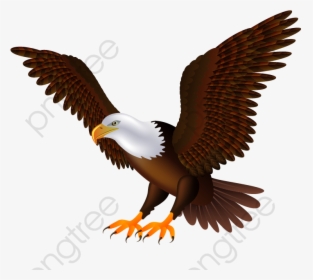 Eagles Wings Birds - Transparent Background Eagle Clipart, HD Png Download, Free Download